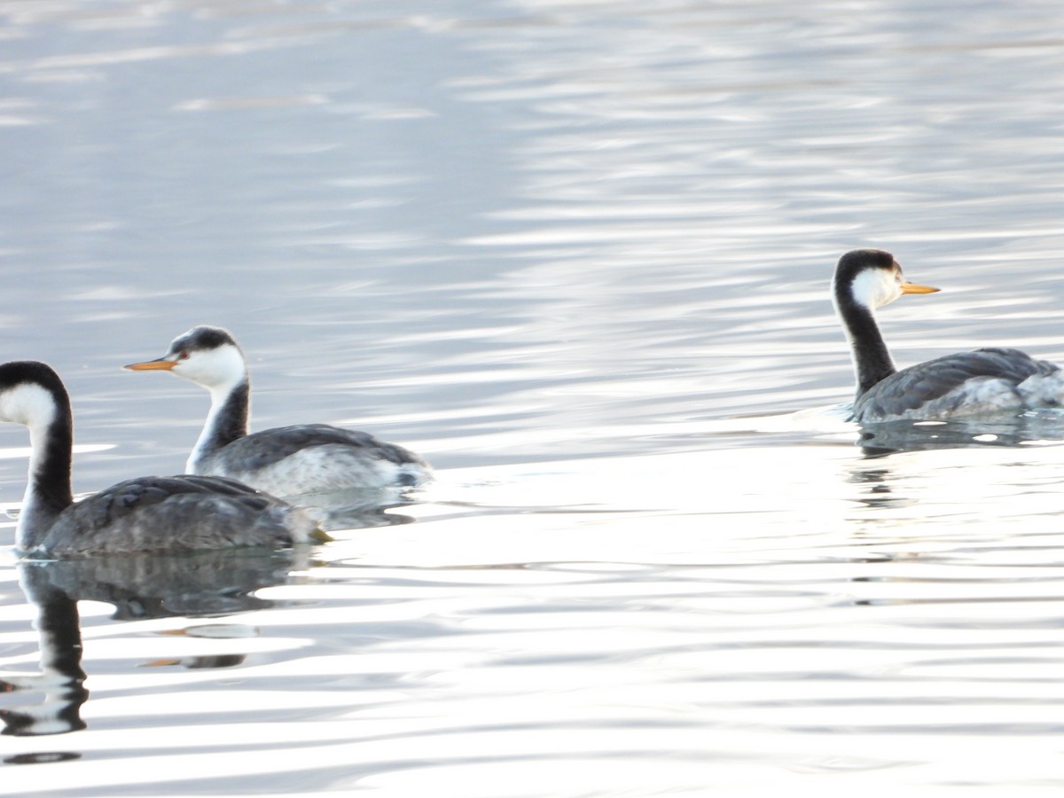Clark's Grebe - ML626849692