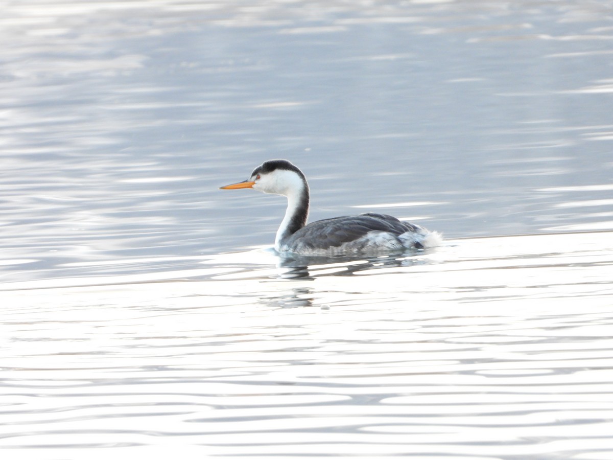Clark's Grebe - ML626849693