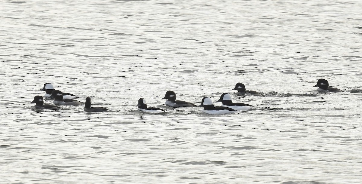 Bufflehead - ML626849766