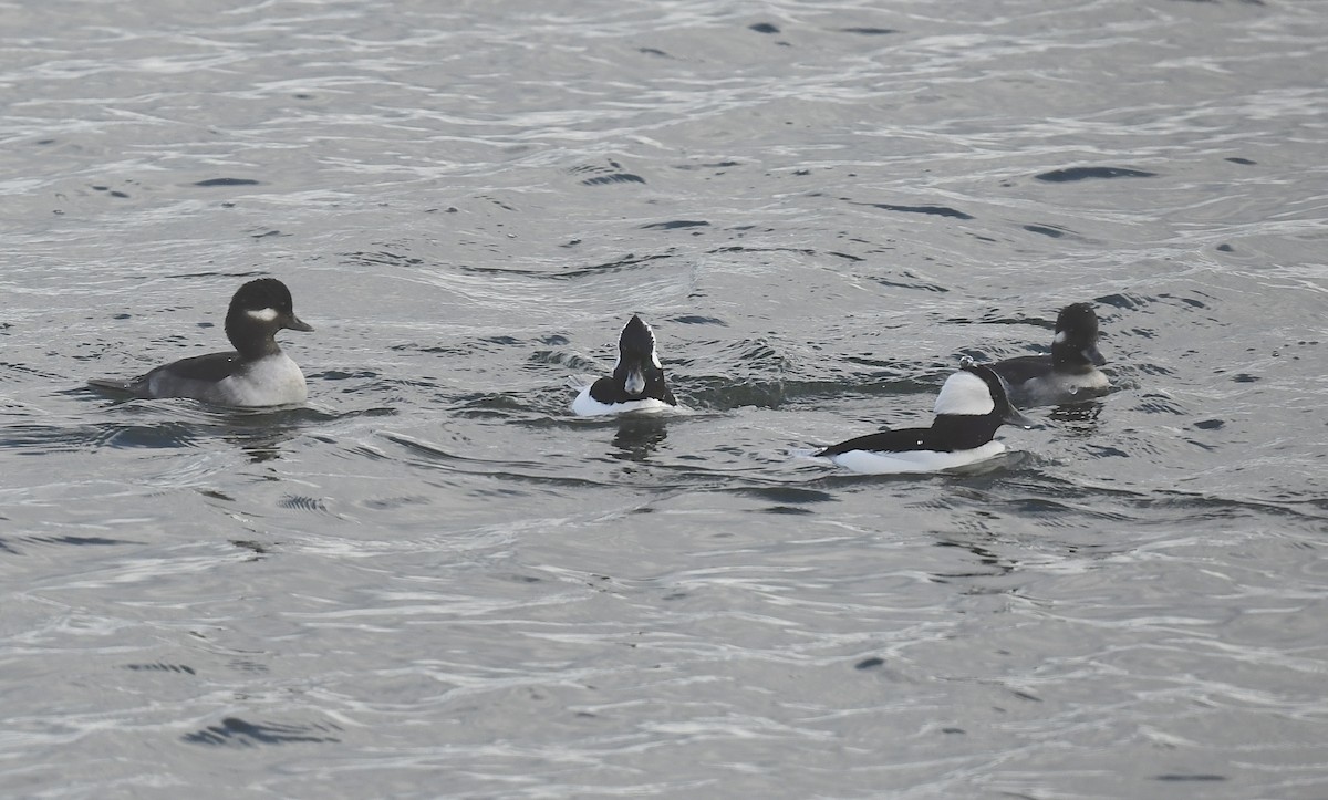 Bufflehead - ML626849767