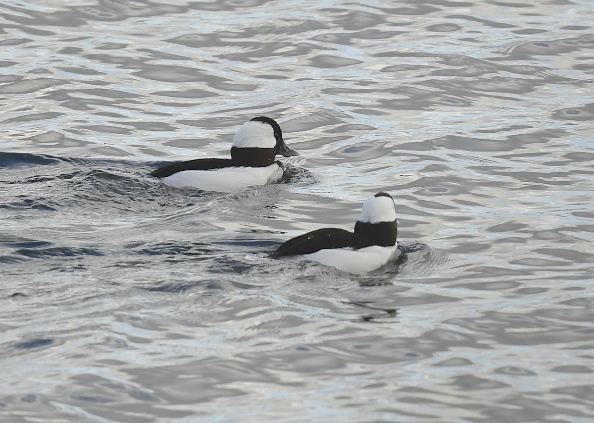 Bufflehead - ML626849768