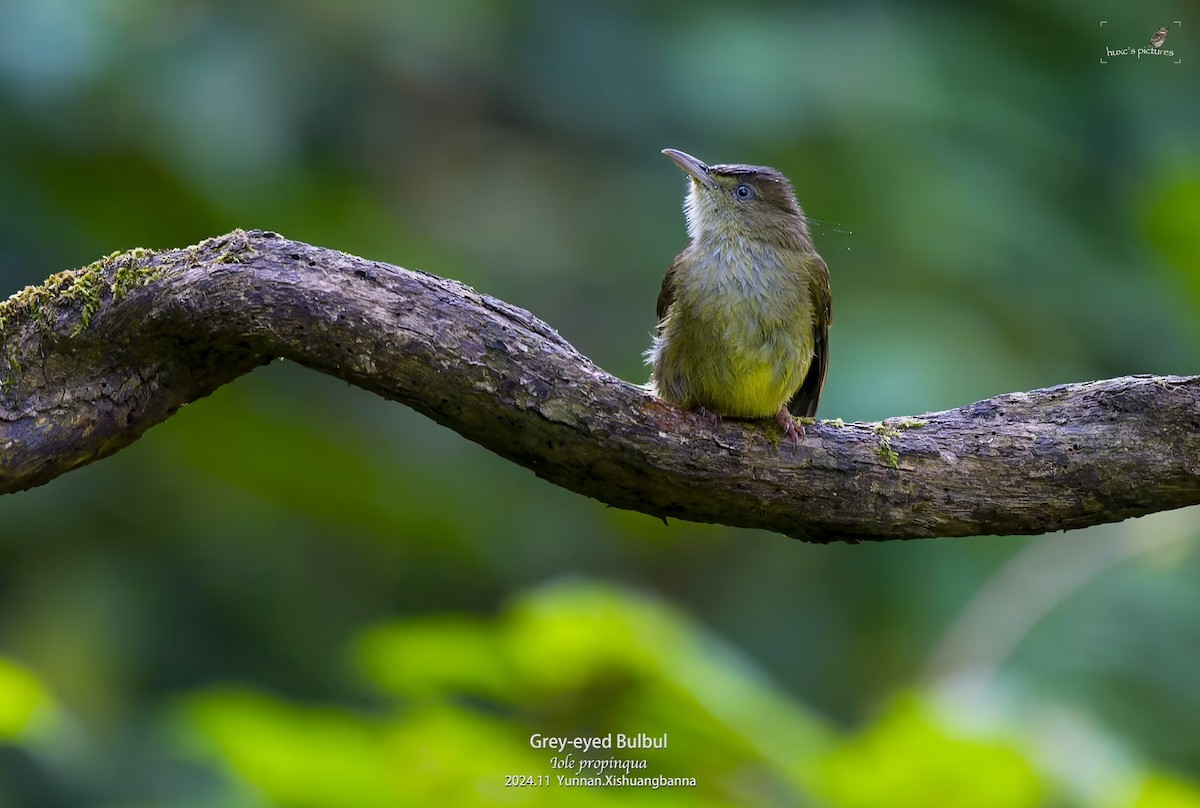 Gray-eyed Bulbul - ML626849941