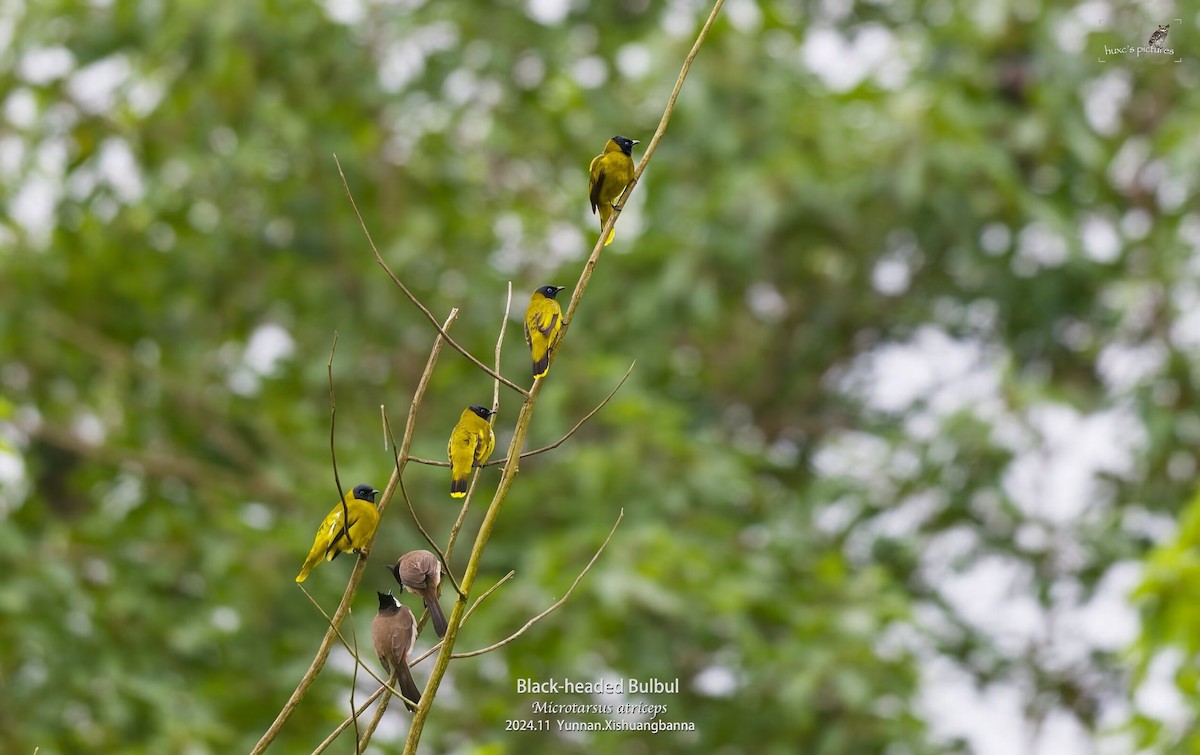 Black-headed Bulbul - ML626849947