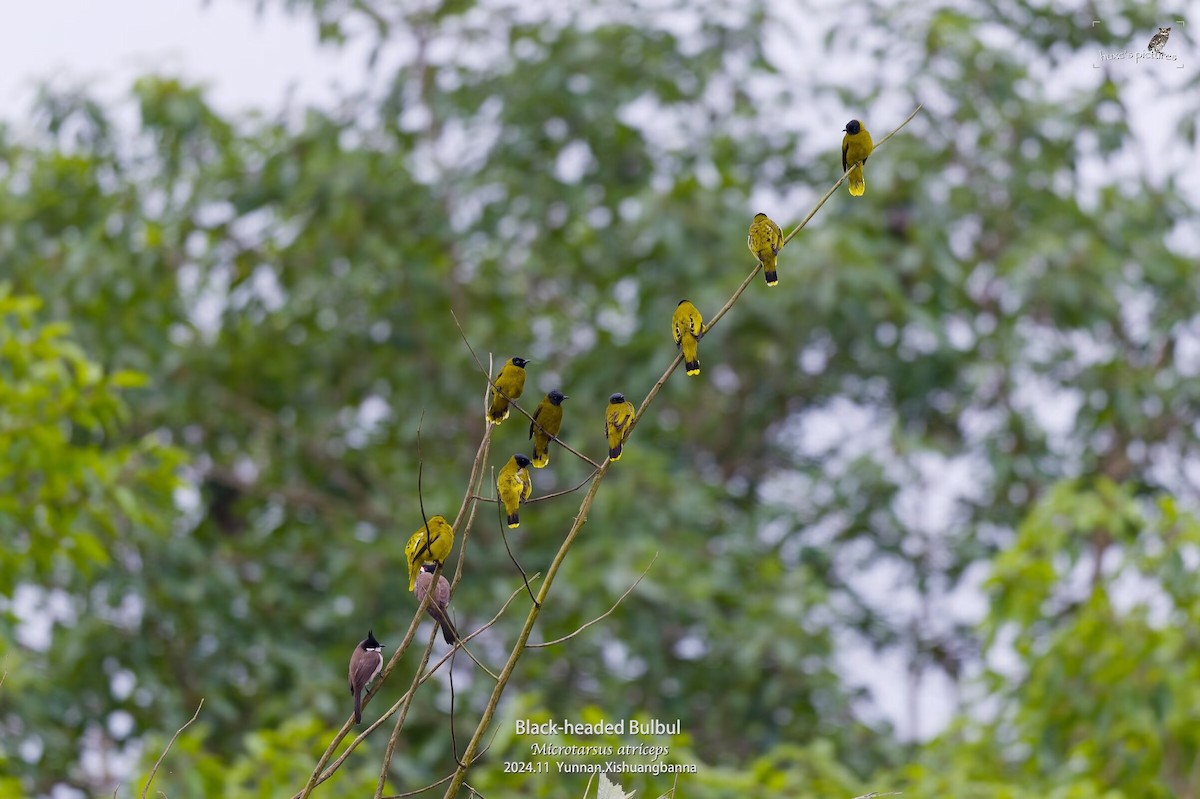 Black-headed Bulbul - ML626849948