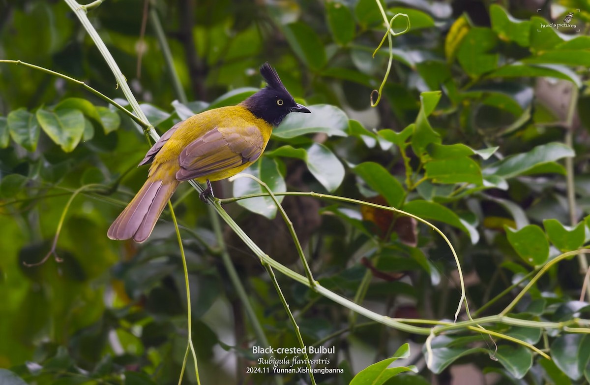 Black-crested Bulbul - ML626849951