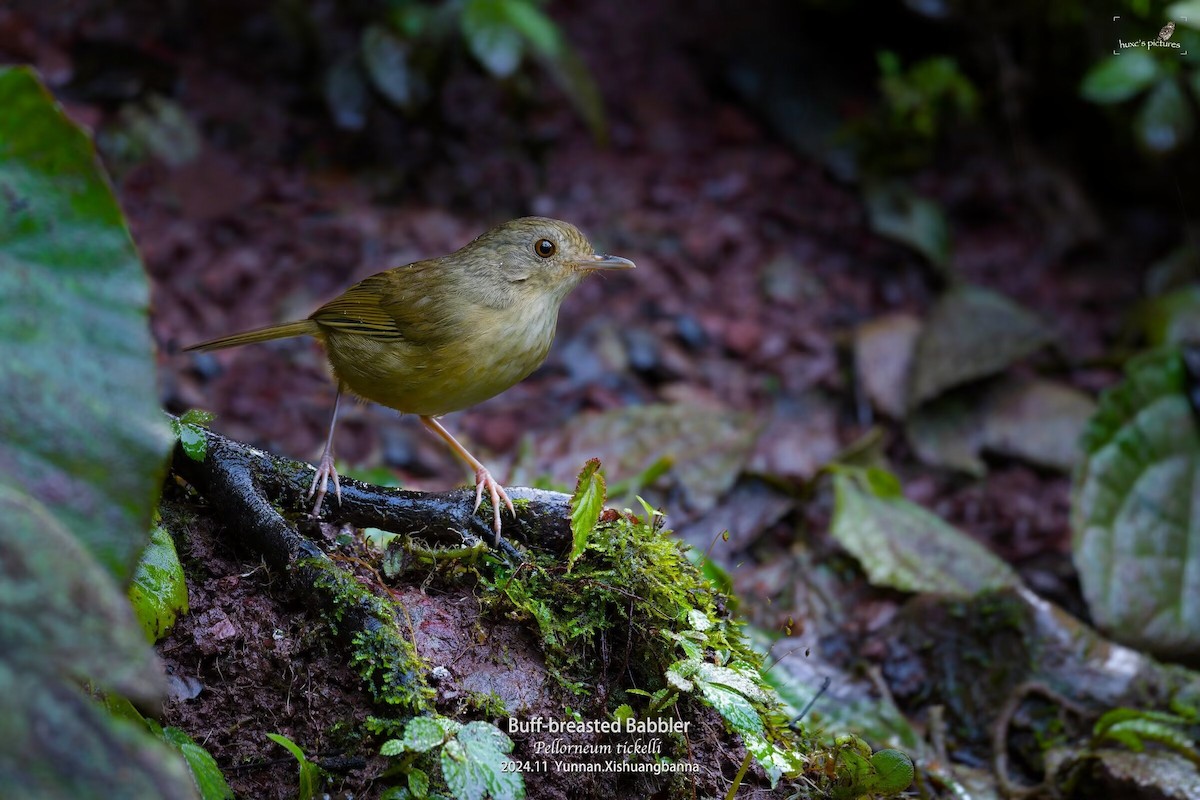 Buff-breasted Babbler - ML626849954