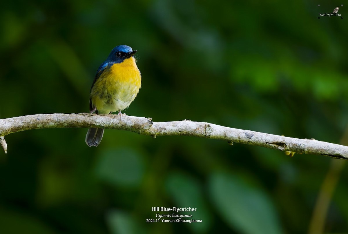 Hill Blue Flycatcher - ML626849964