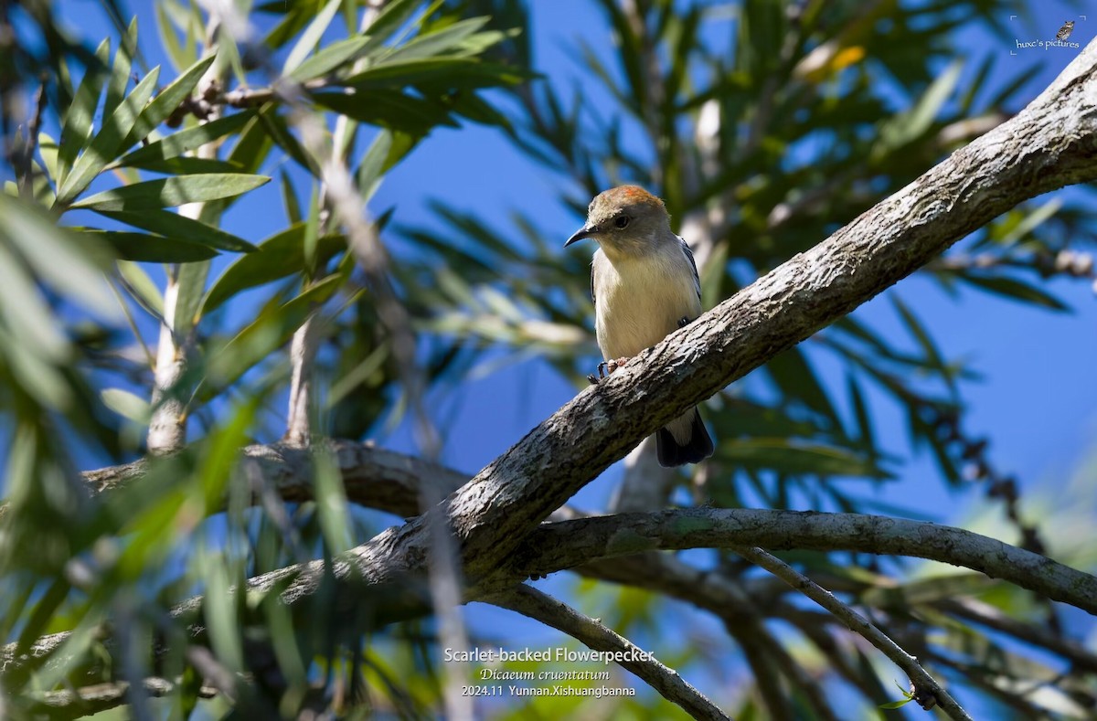 Scarlet-backed Flowerpecker - ML626849976