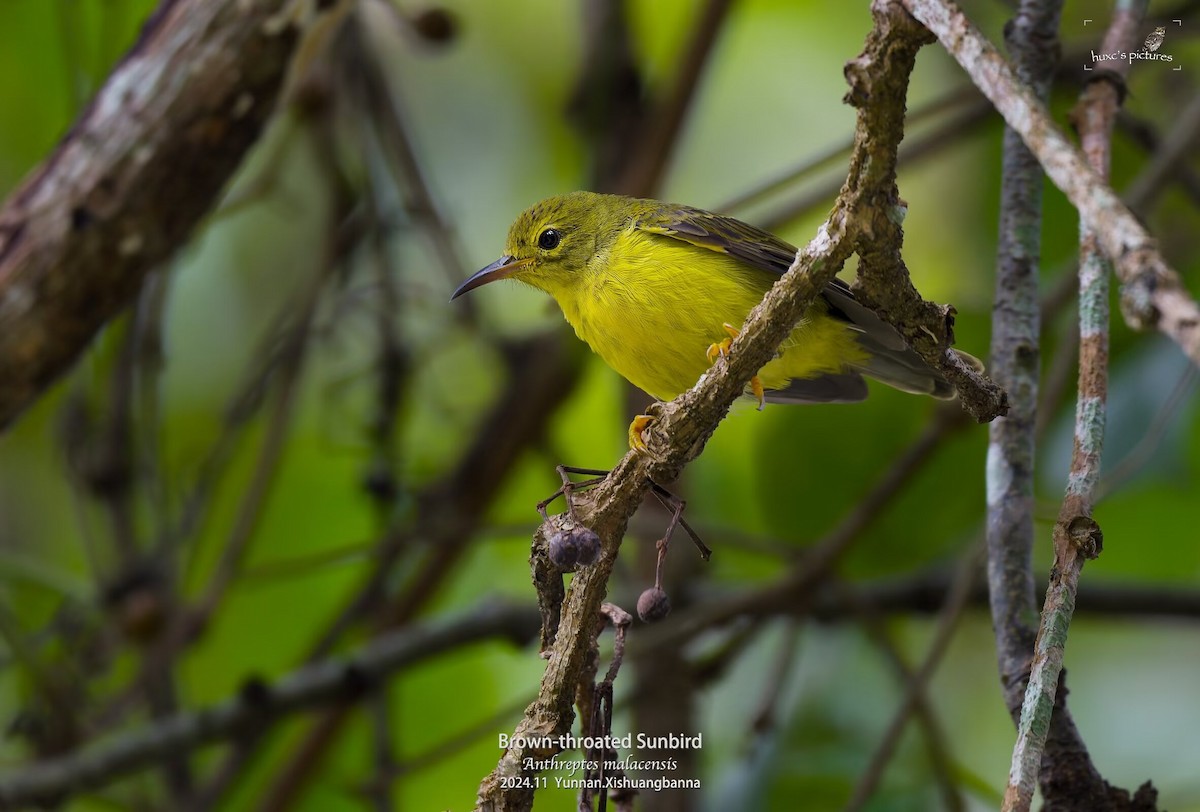 Brown-throated Sunbird - ML626849986