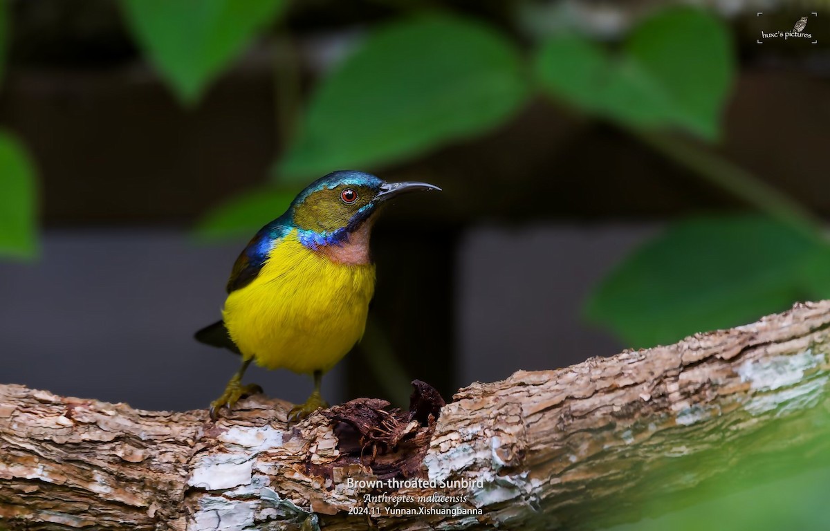 Brown-throated Sunbird - ML626849987