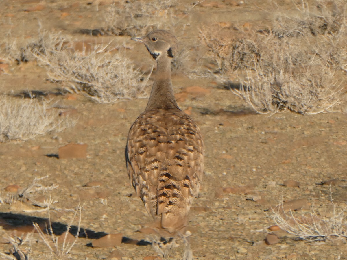 Karoo Bustard - ML626849998