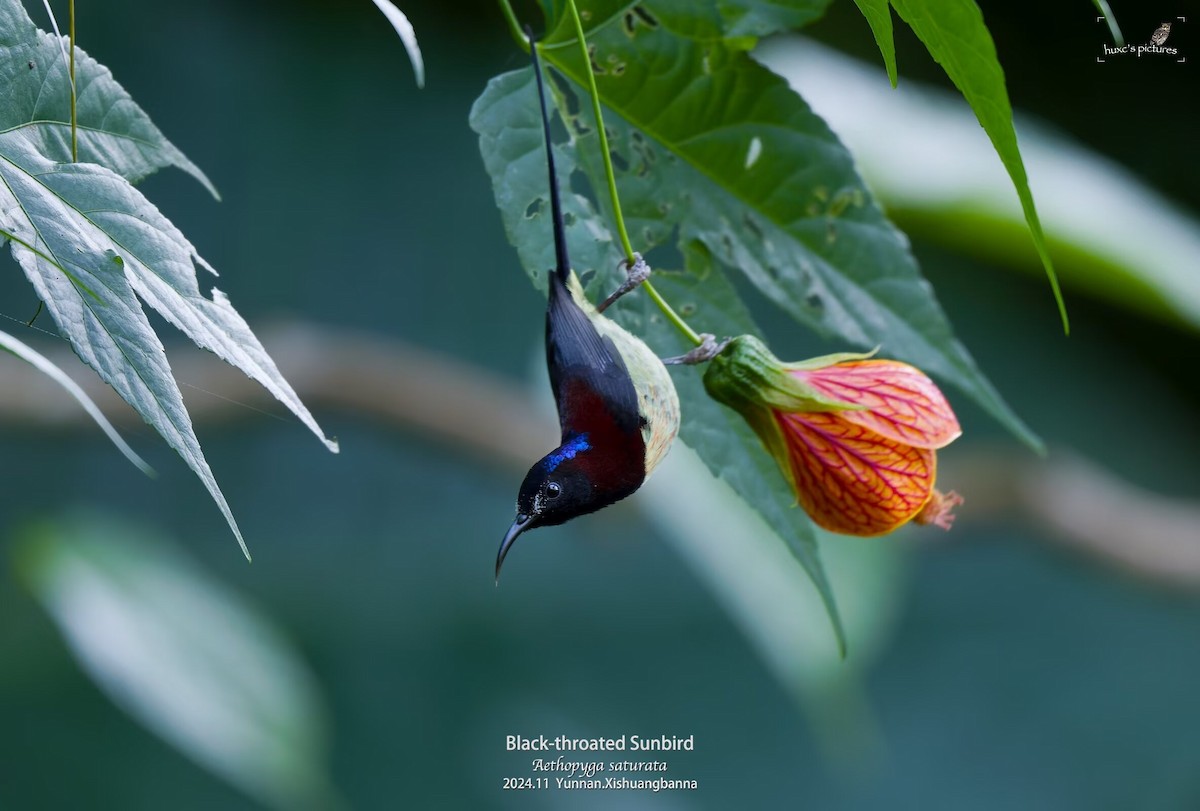 Black-throated Sunbird - ML626850000