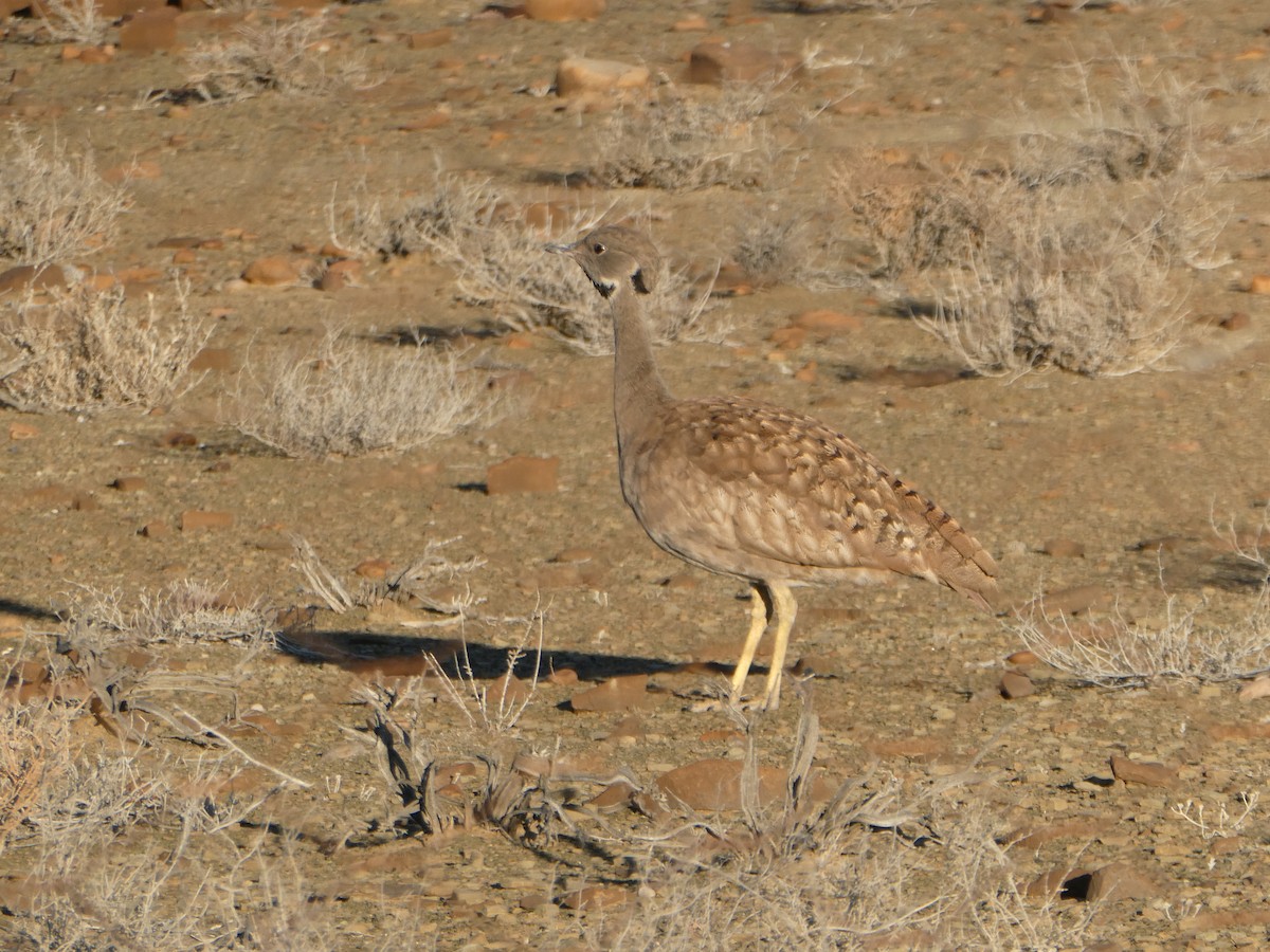 Karoo Bustard - ML626850016