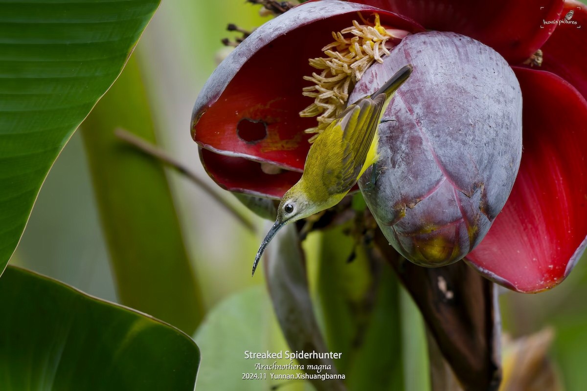 Little Spiderhunter - ML626850017