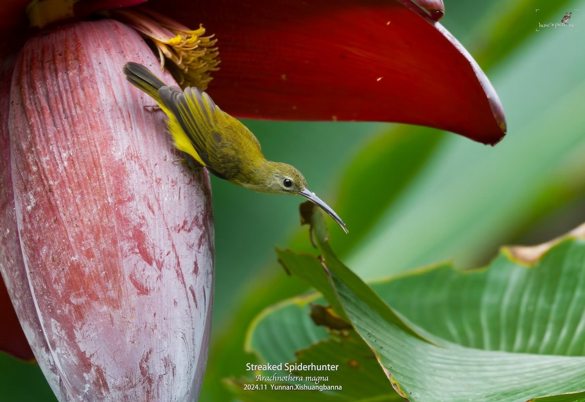 Little Spiderhunter - ML626850018