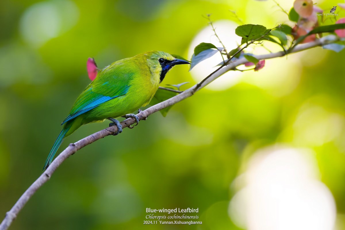 Blue-winged Leafbird - ML626850021