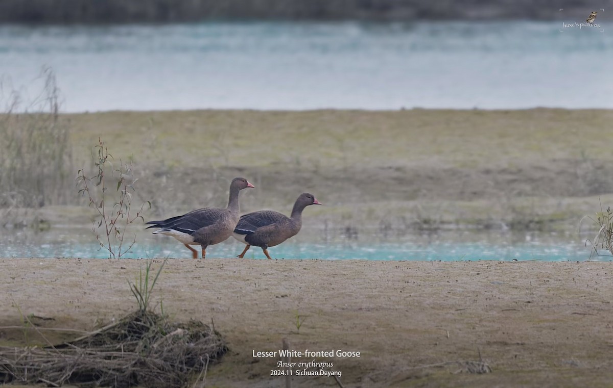 Lesser White-fronted Goose - ML626850265