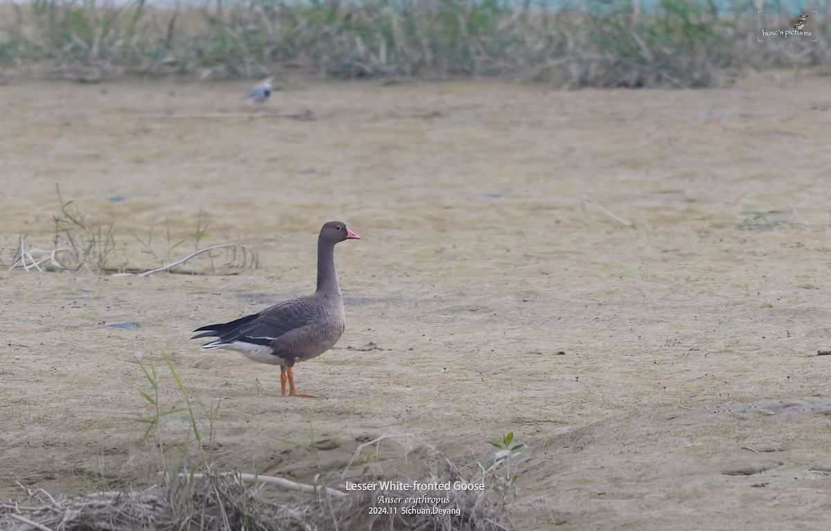 Lesser White-fronted Goose - ML626850266