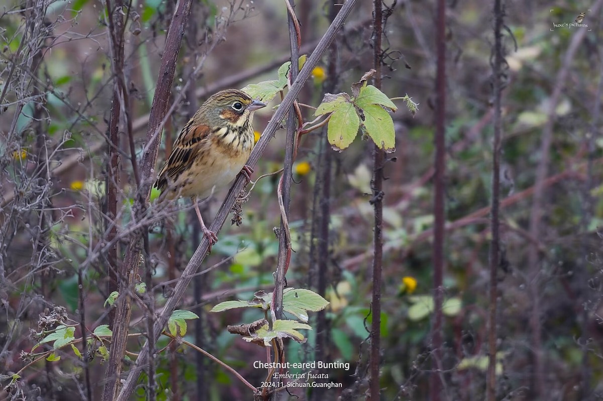 Chestnut-eared Bunting - ML626850270