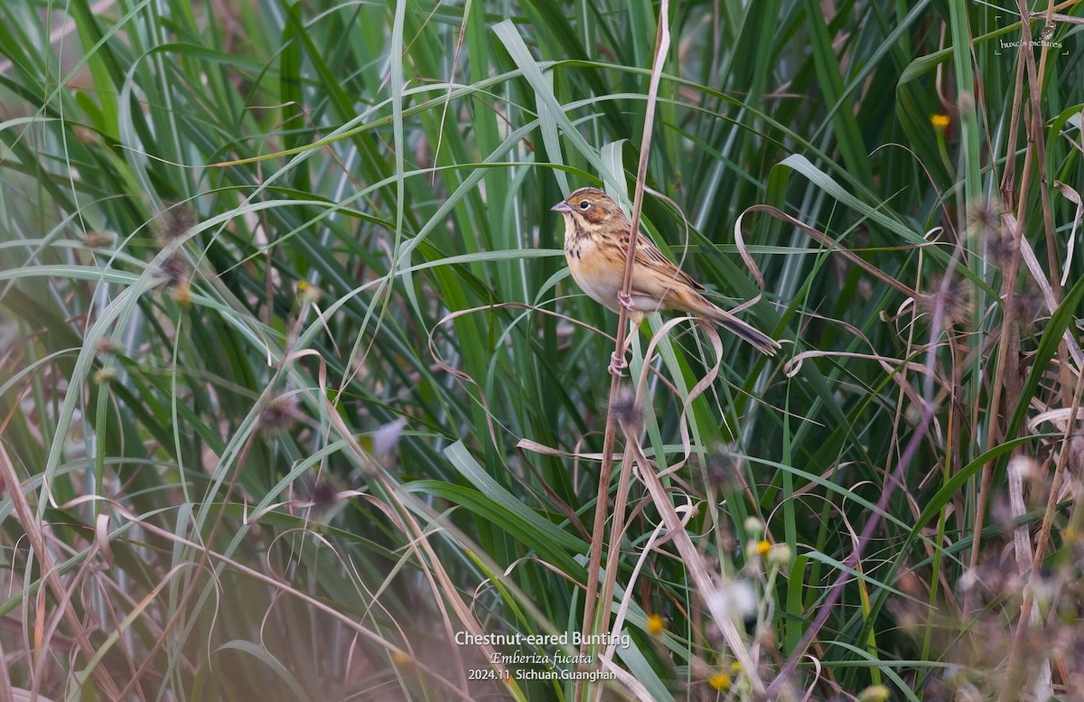 Chestnut-eared Bunting - ML626850271