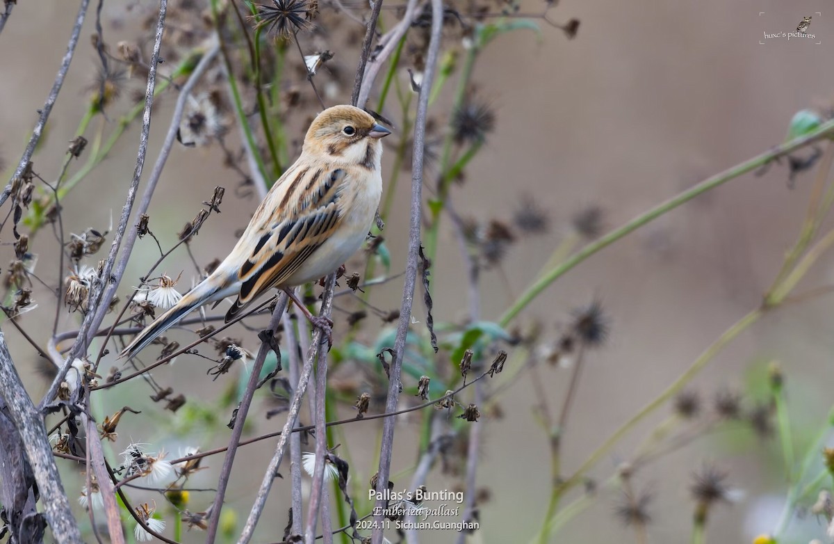 Pallas's Bunting - ML626850276