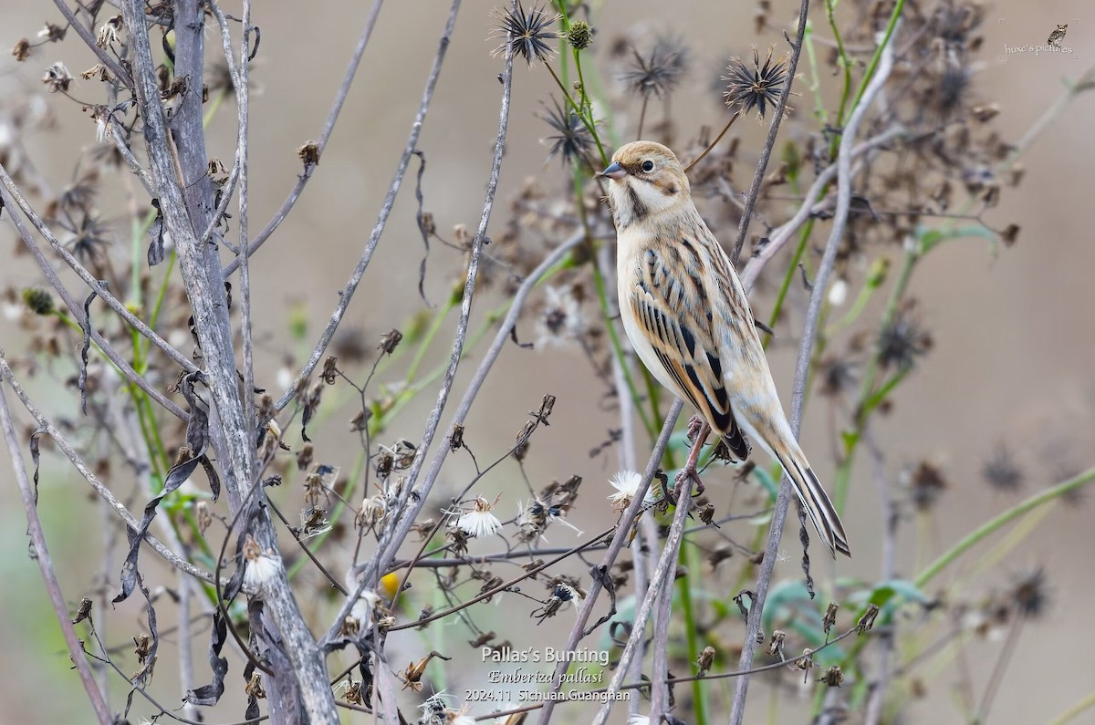 Pallas's Bunting - ML626850277