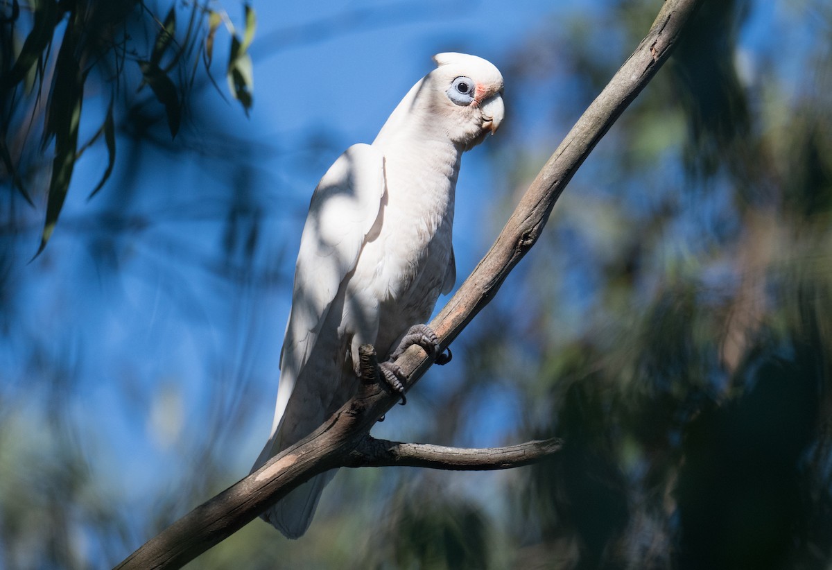 Little Corella - ML626850497