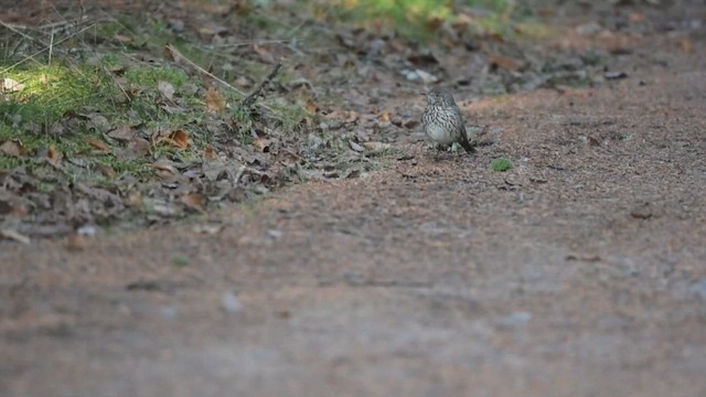 Sage Thrasher - ML626850620