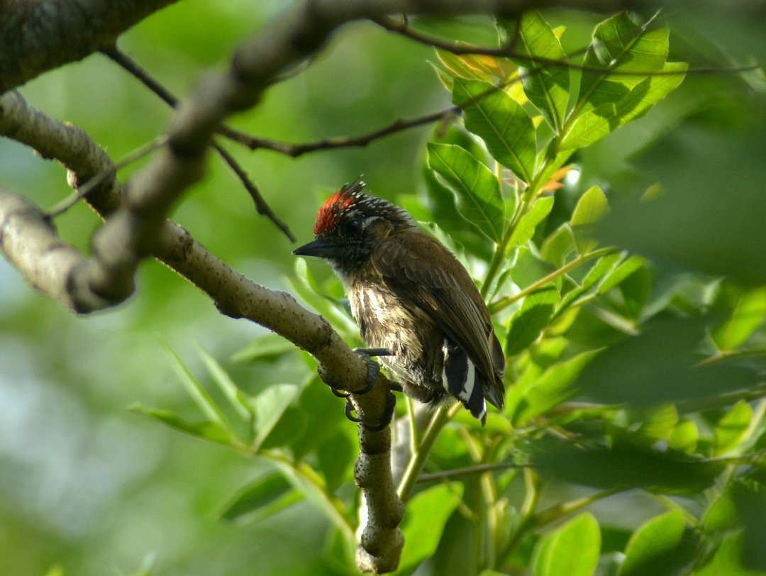 Mottled Piculet - ML626851008