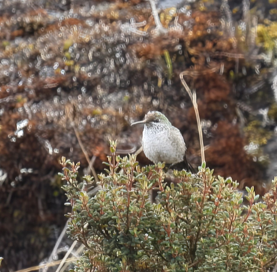 Green-headed Hillstar - ML626851089