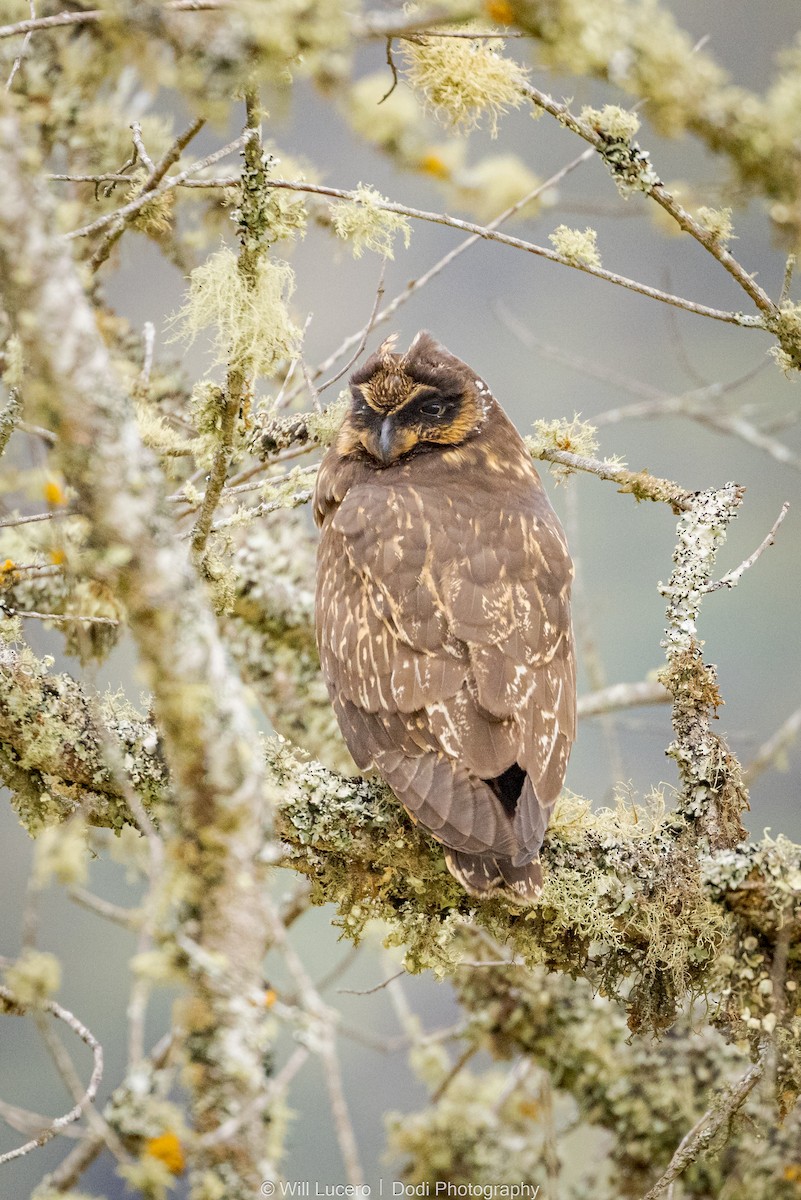 Short-eared Owl (South American) - ML626851184