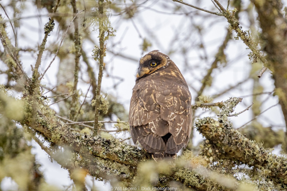 Short-eared Owl (South American) - ML626851185