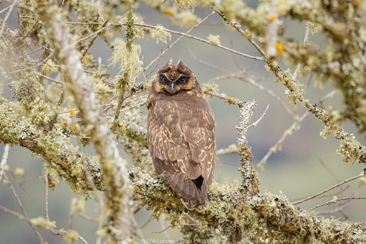 Short-eared Owl (South American) - ML626851186