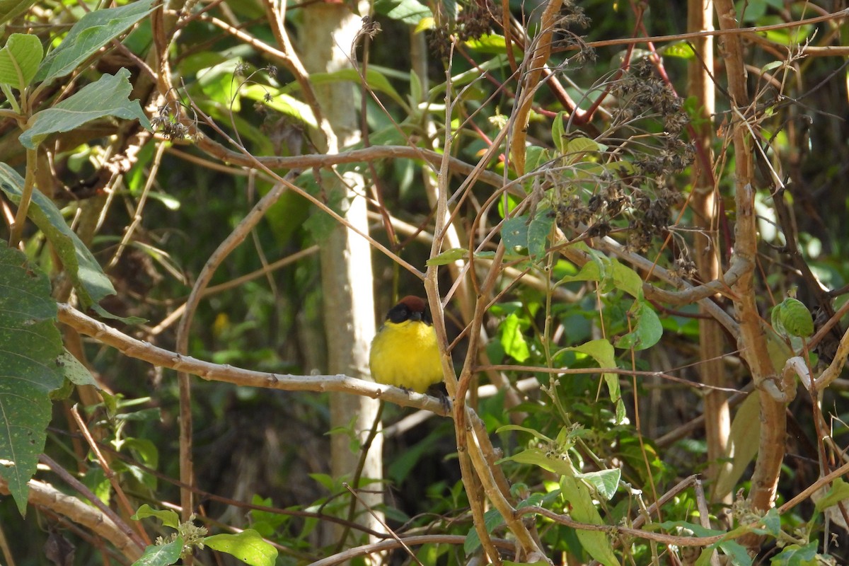 Yellow-breasted Brushfinch - ML626851187