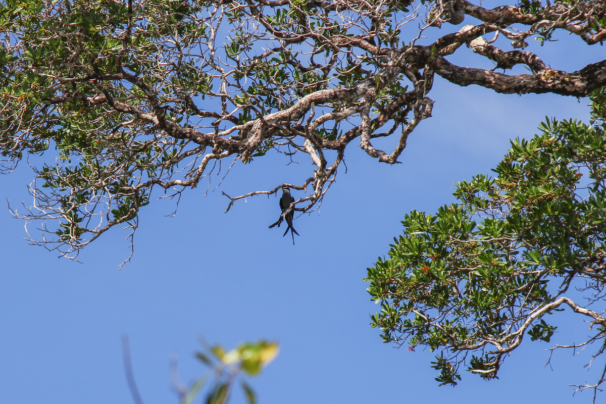 Moustached Treeswift - ML626851188