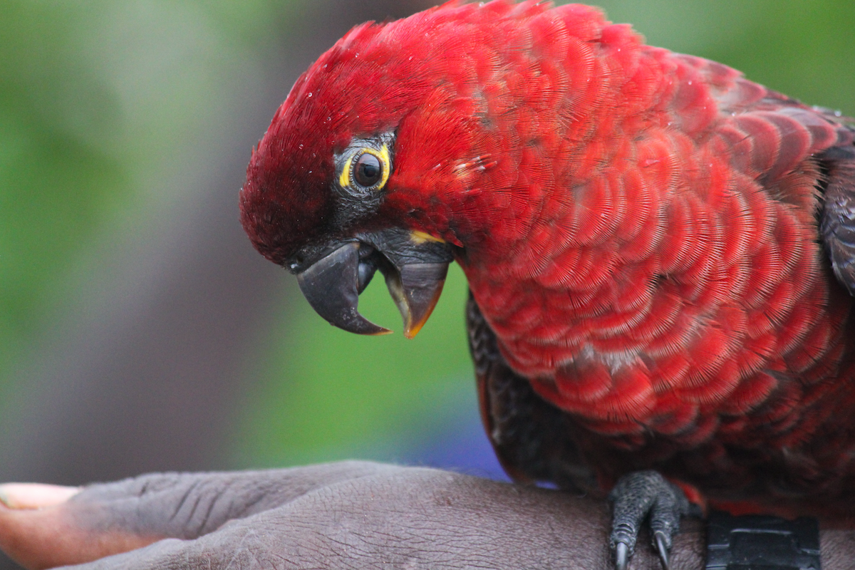 Cardinal Lory - ML626851199