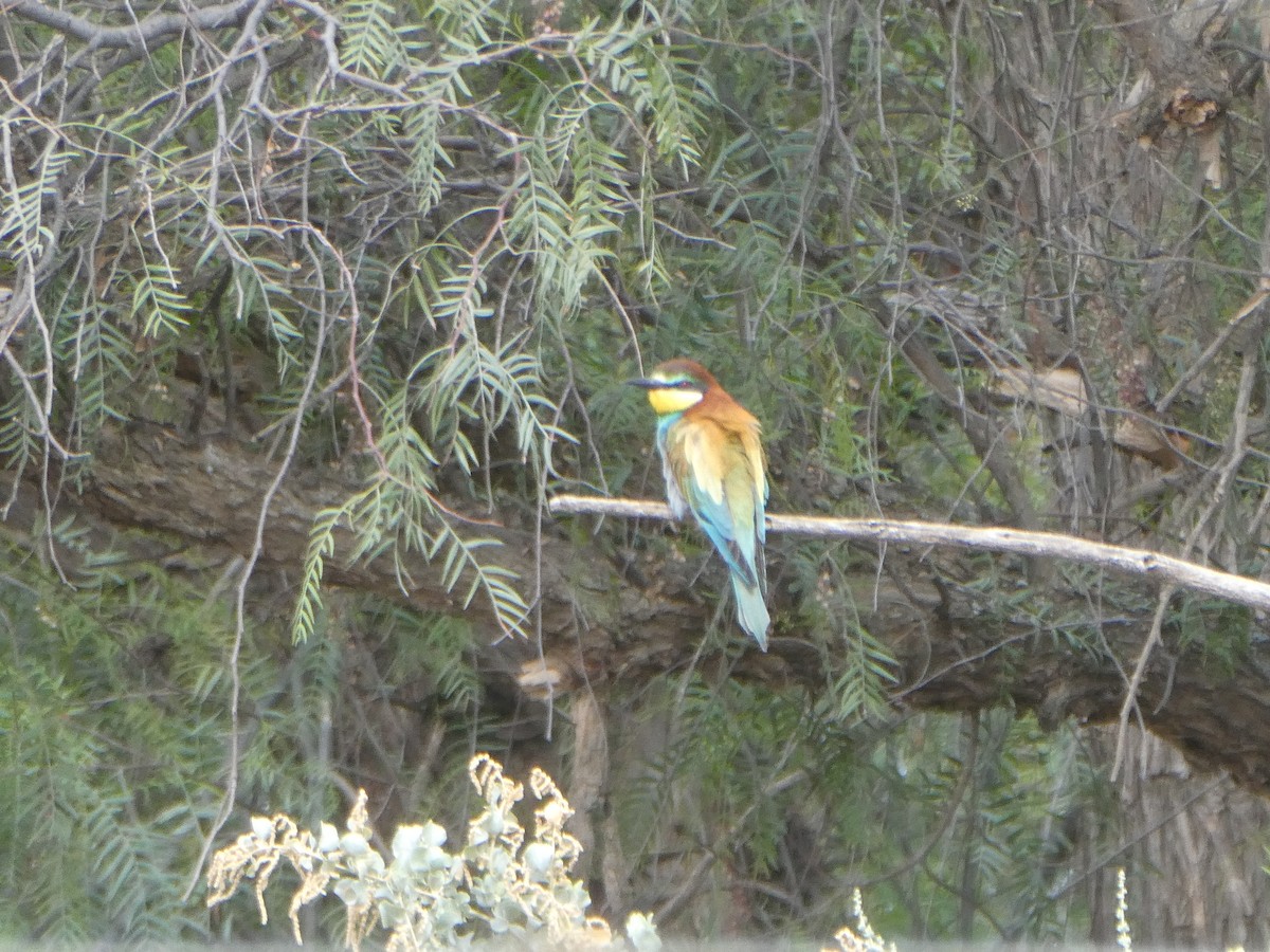 European Bee-eater - ML626851220