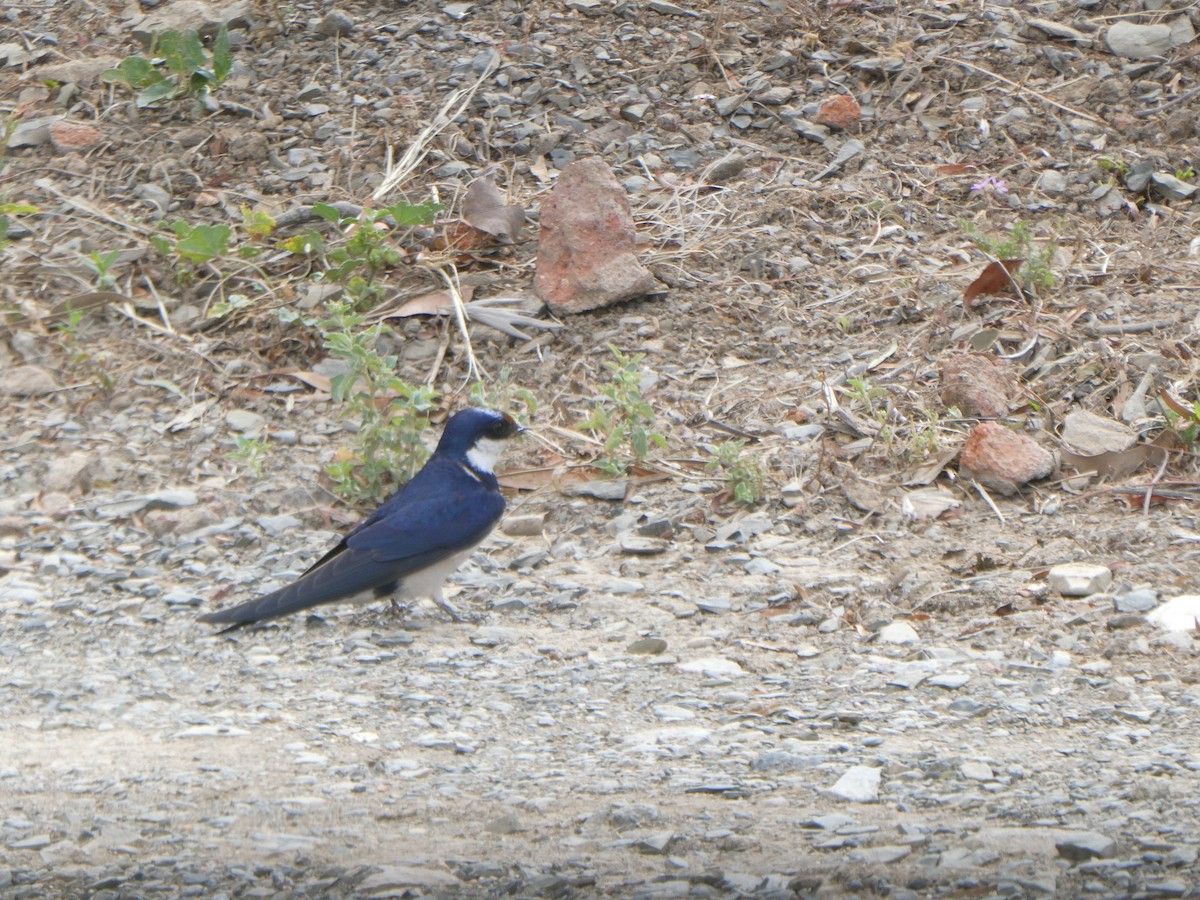 White-throated Swallow - ML626851243