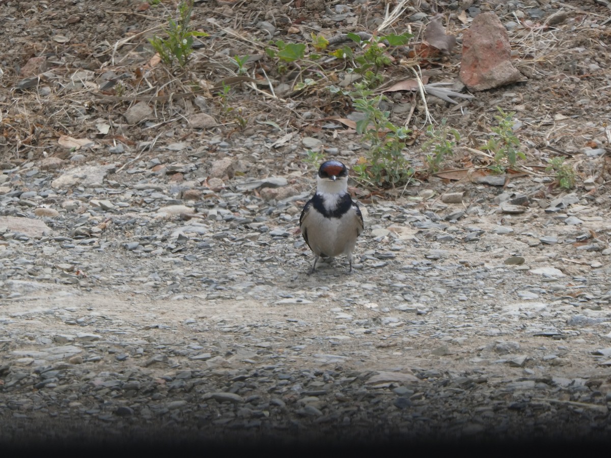 White-throated Swallow - ML626851244
