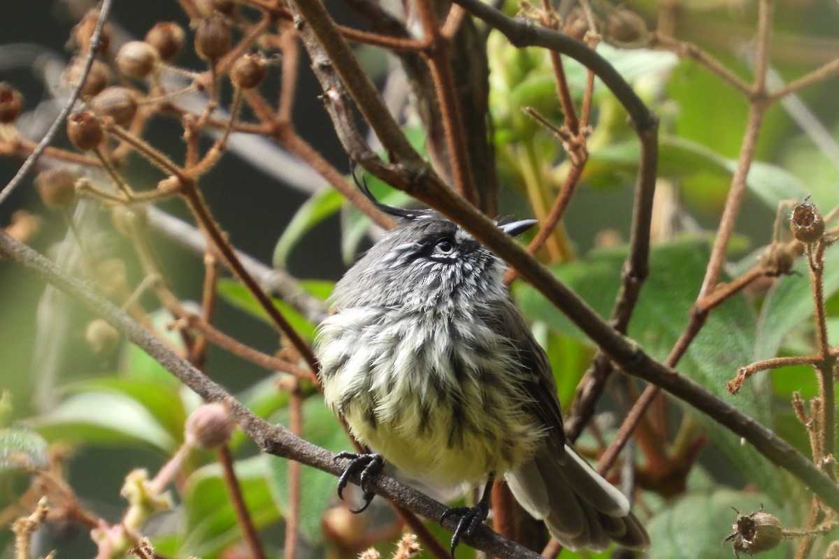 Tufted Tit-Tyrant - ML626851290
