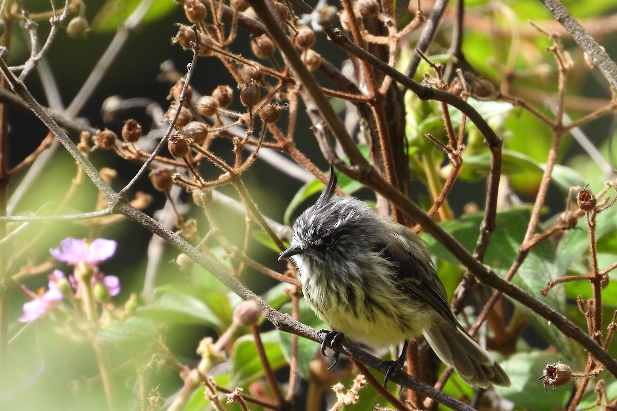 Tufted Tit-Tyrant - ML626851291