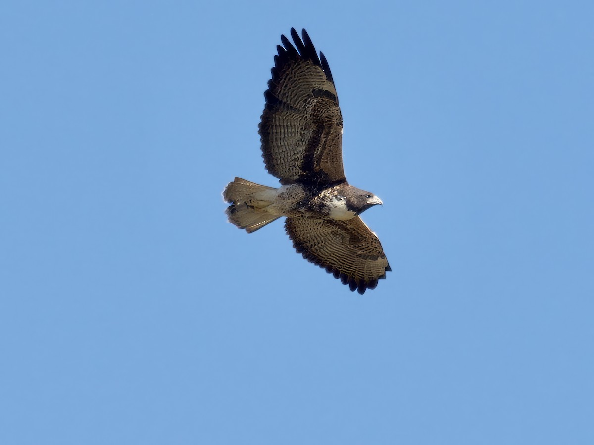 White-tailed Hawk - ML626851296