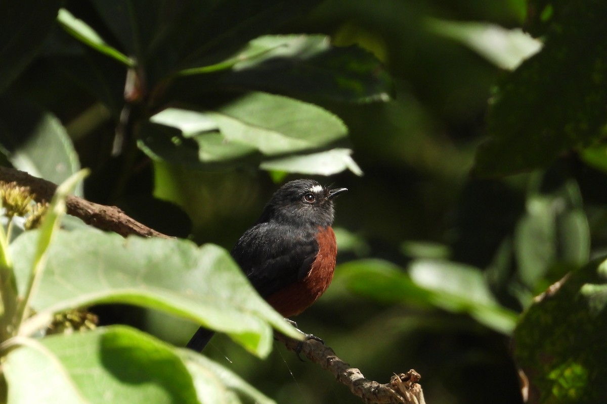 Chestnut-bellied Chat-Tyrant - ML626851334