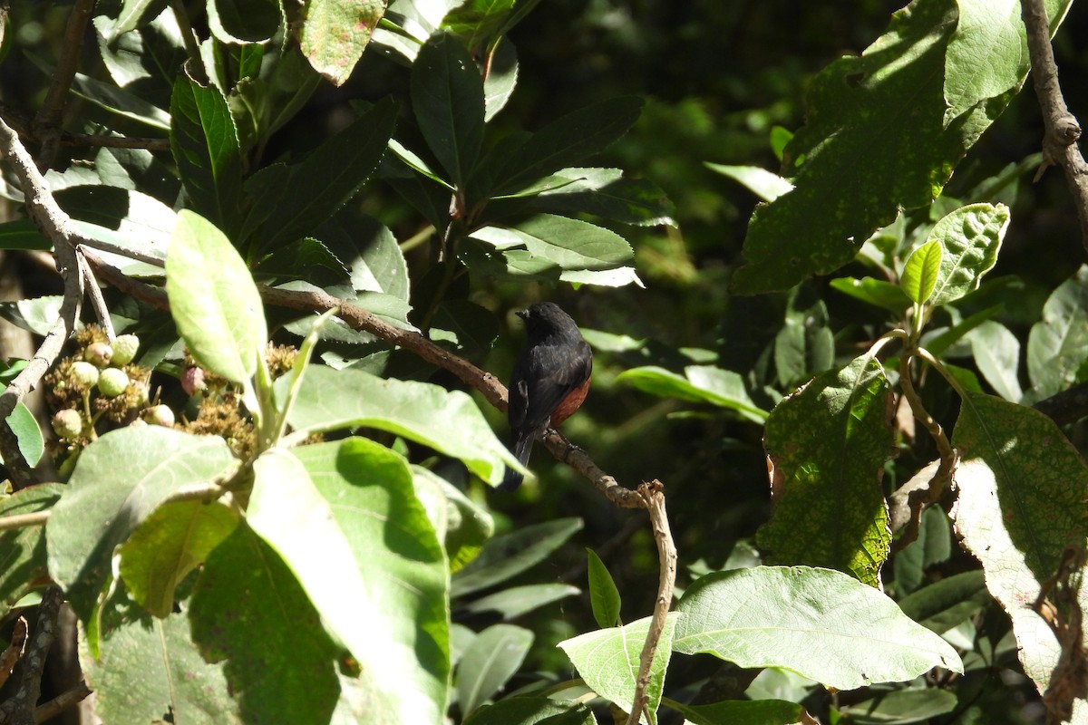 Chestnut-bellied Chat-Tyrant - ML626851356