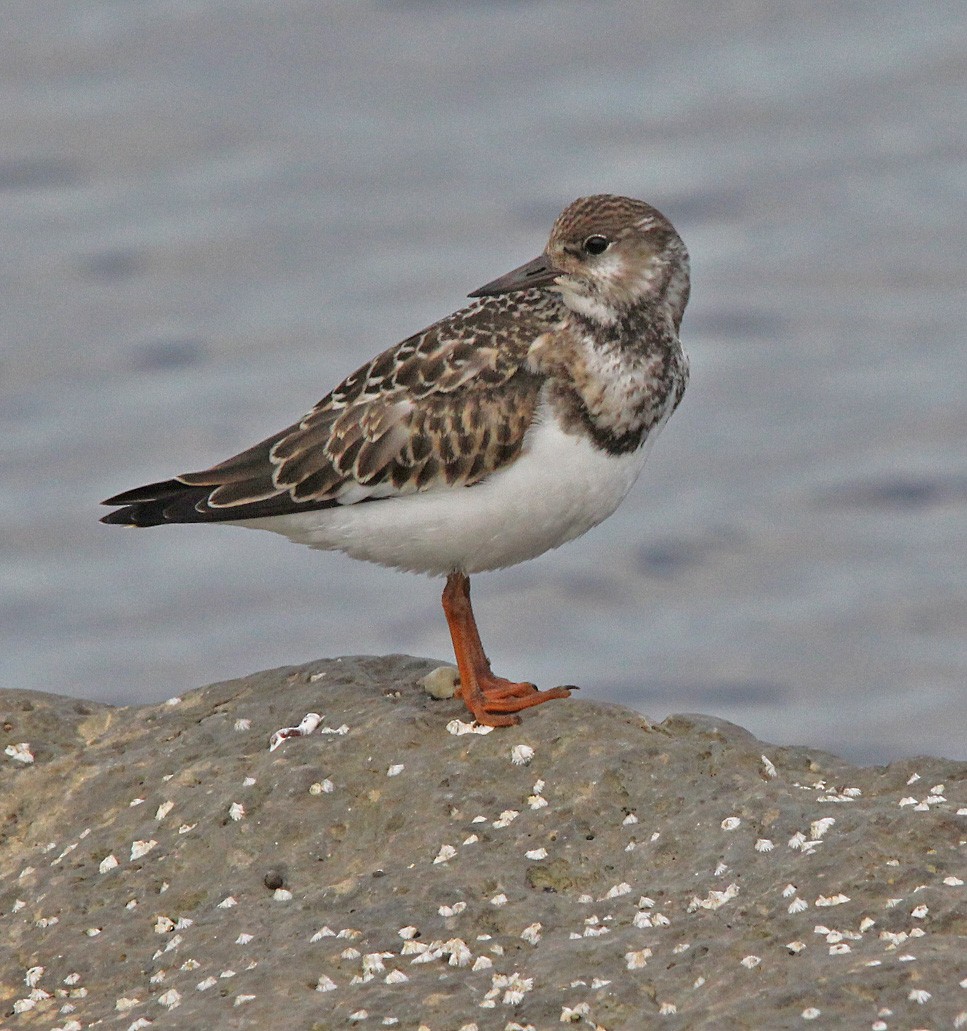 Ruddy Turnstone - ML626851357