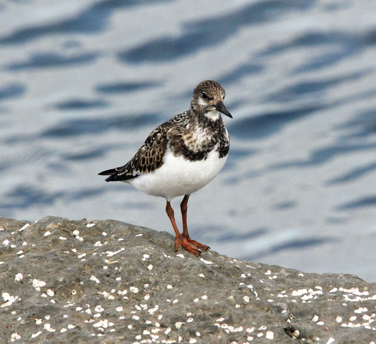 Ruddy Turnstone - ML626851358