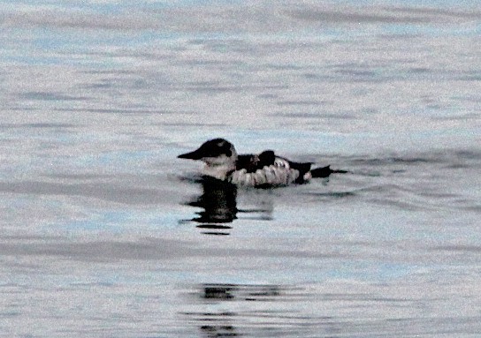 Black Guillemot - ML626851370