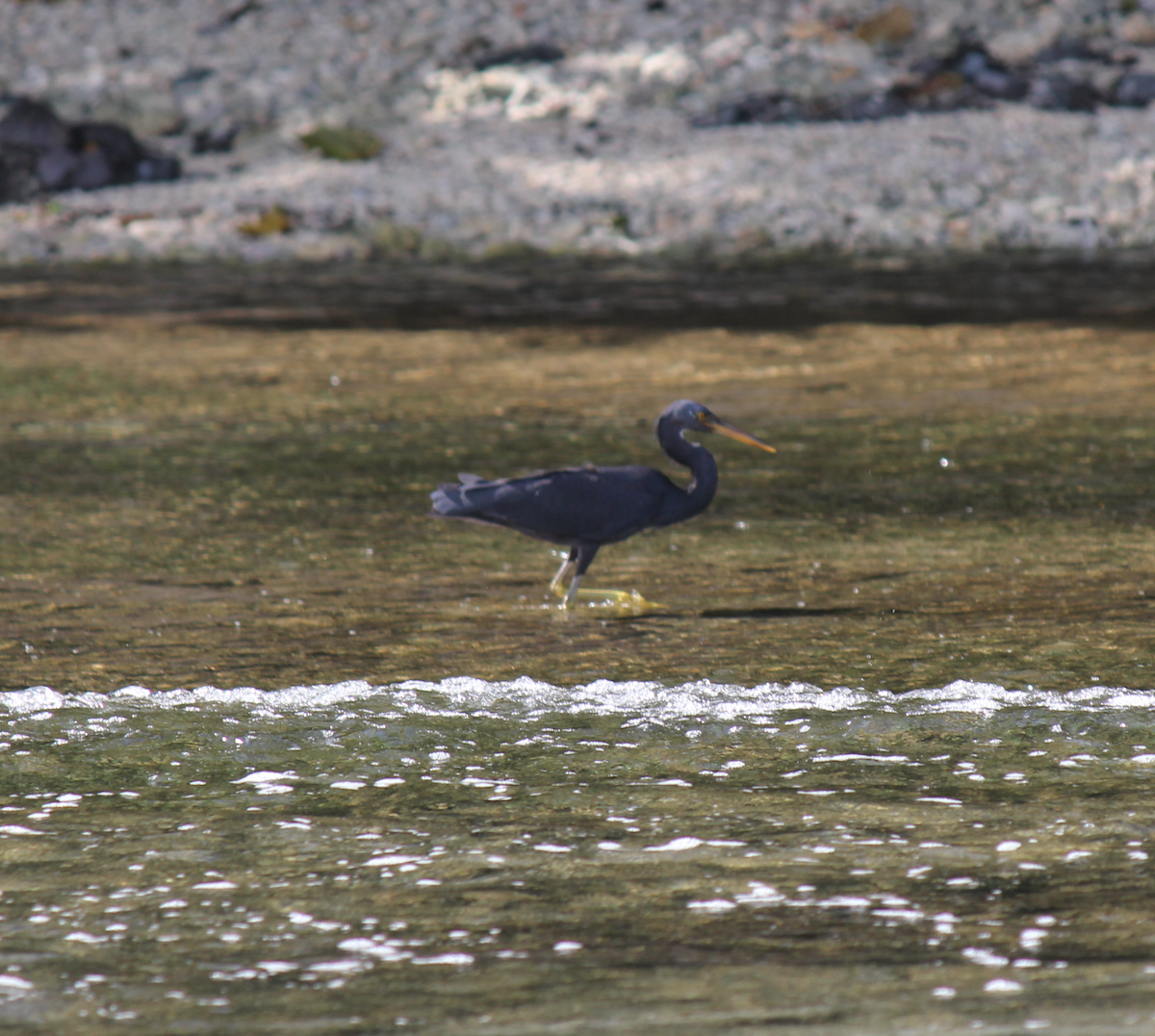 Pacific Reef-Heron - ML626851416