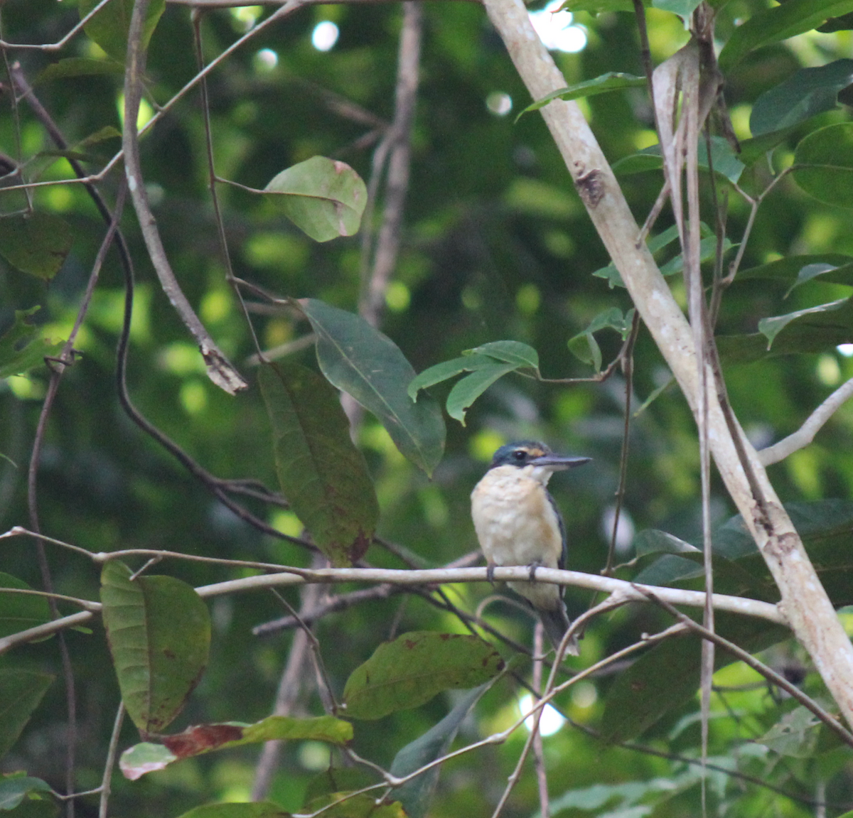 Sacred Kingfisher - ML626851418