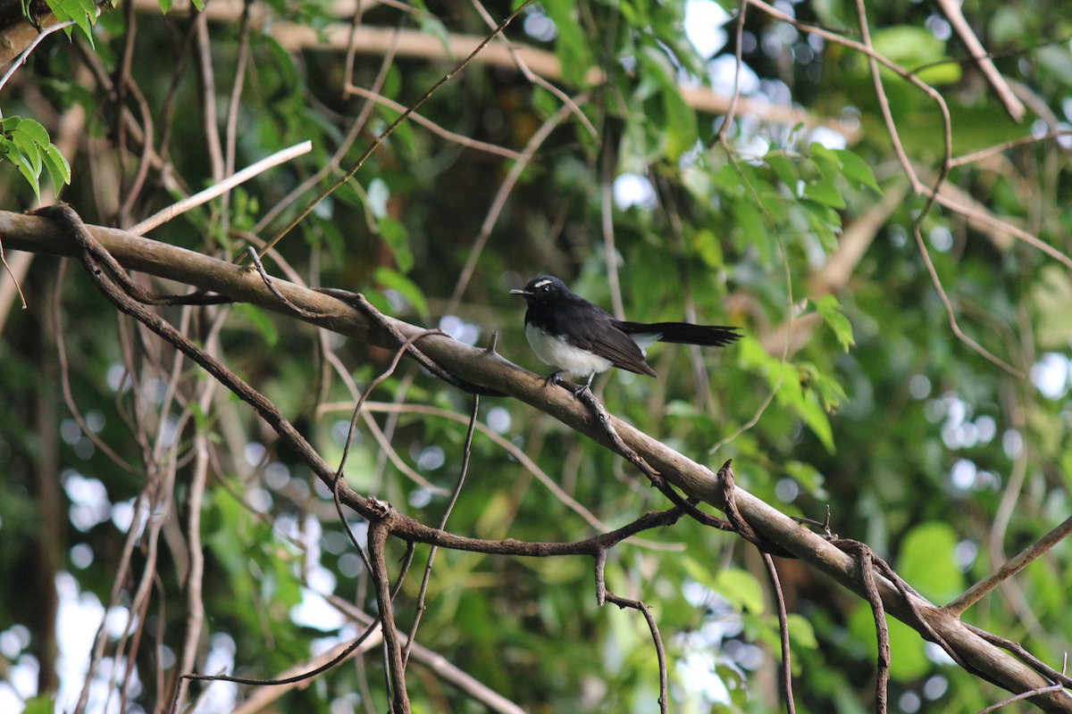 Willie-wagtail - ML626851427